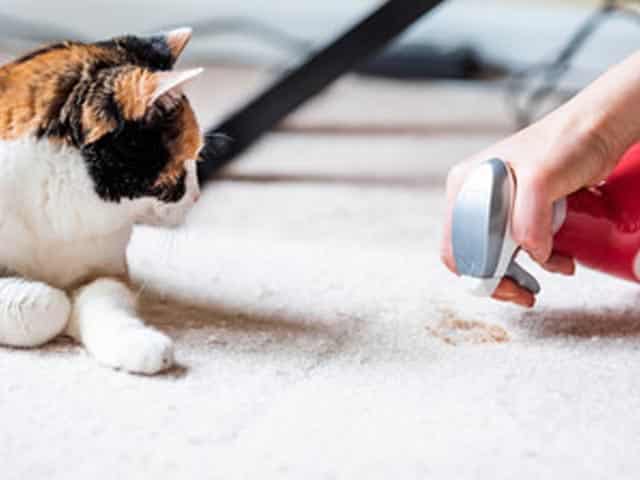 Pet Stain / Pee and Odor Removal